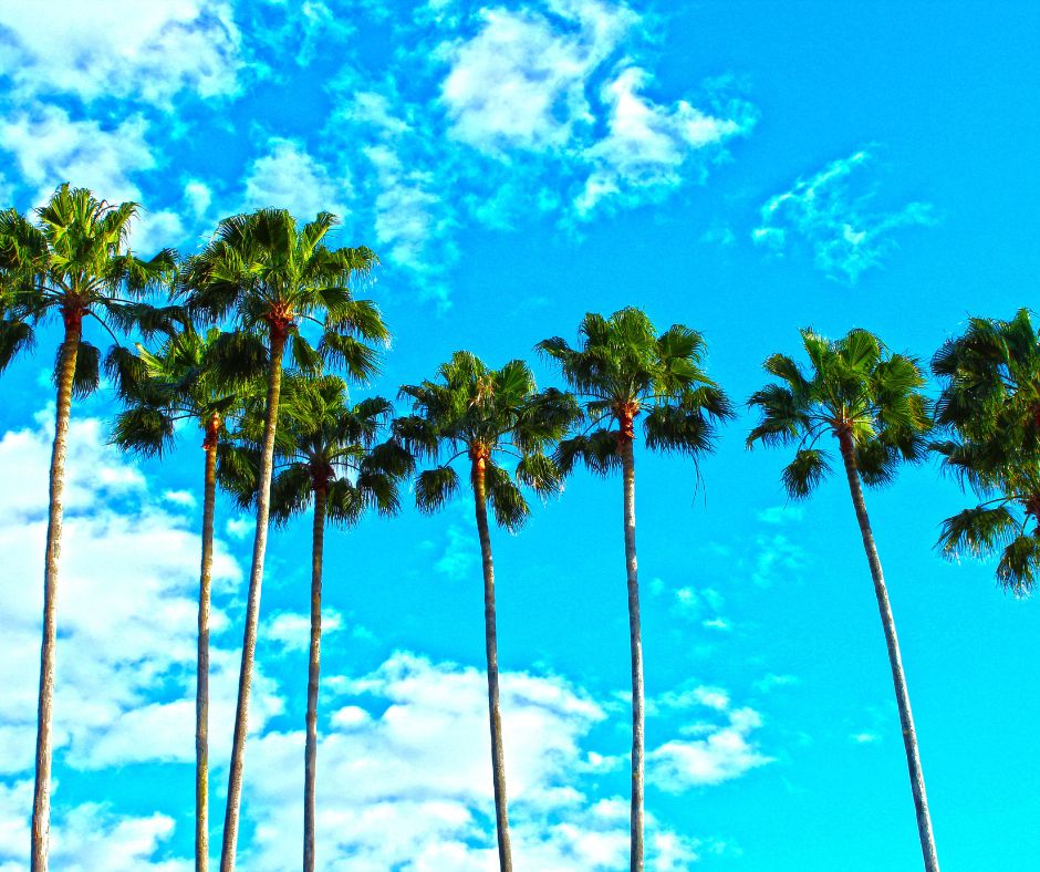 A photo og the blue sky with a row of palm trees representing the growing town of Valrico, Florida for Complete Plumbing.