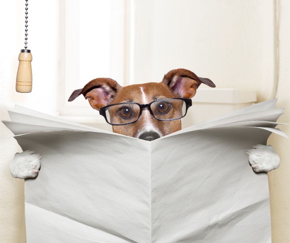 A dog with black glasses on sitting on the comode reading a newspaper.