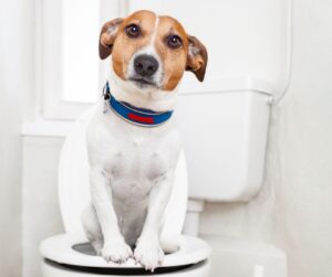 A dog on the toilet for toilet plumbing problems.