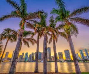 A photo of palm trees and the skyline at sunset for plumbing tips - Tampa Bay.